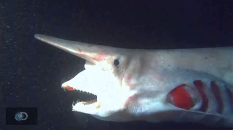 goblin fish price